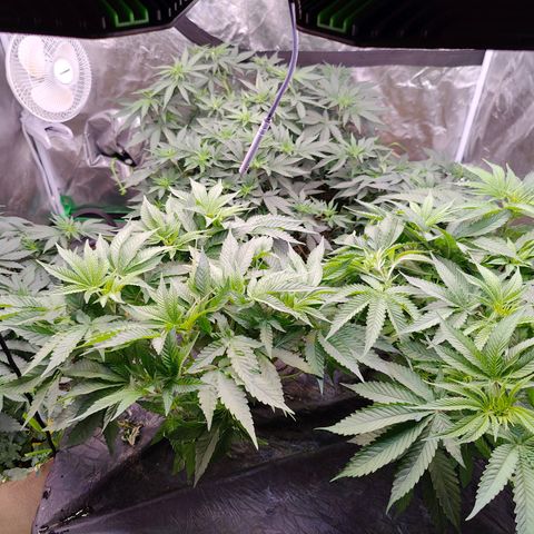 XLVR? #1 growlog timeline photo