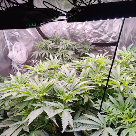 XLVR? #1 growlog timeline photo