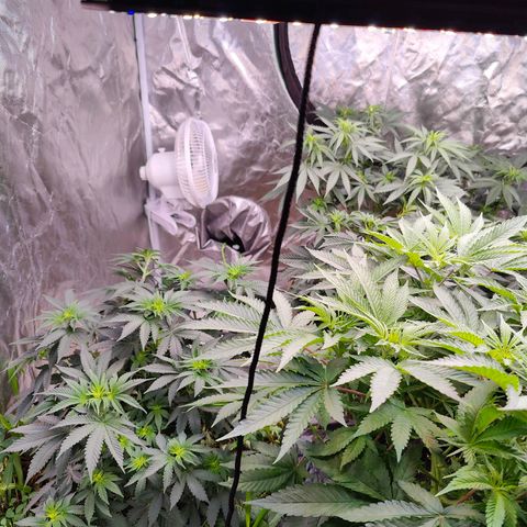 XLVR? #1 growlog timeline photo