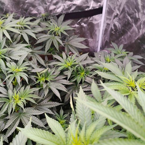 XLVR? #1 growlog timeline photo