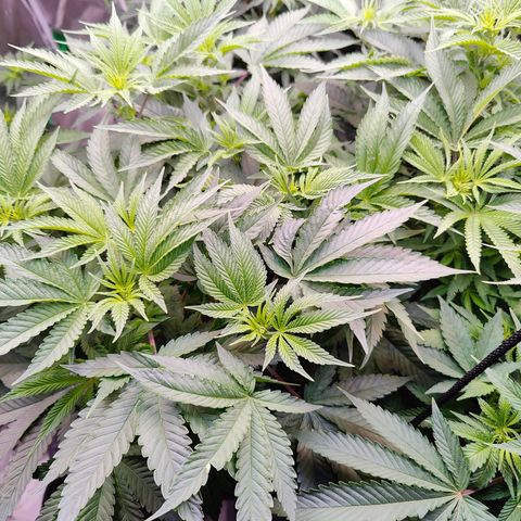 XLVR? #1 growlog timeline photo