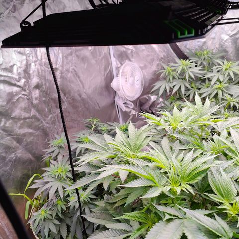 XLVR? #1 growlog timeline photo