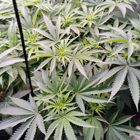 XLVR? #1 growlog timeline photo