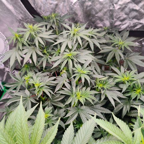 XLVR? #1 growlog timeline photo