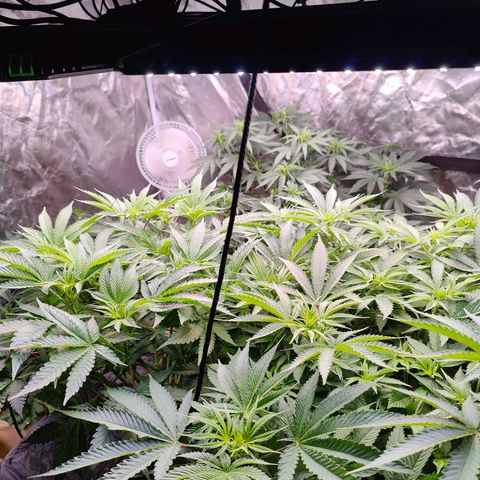 XLVR? #1 growlog timeline photo