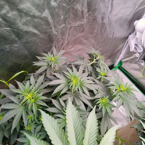 XLVR? #1 growlog timeline photo