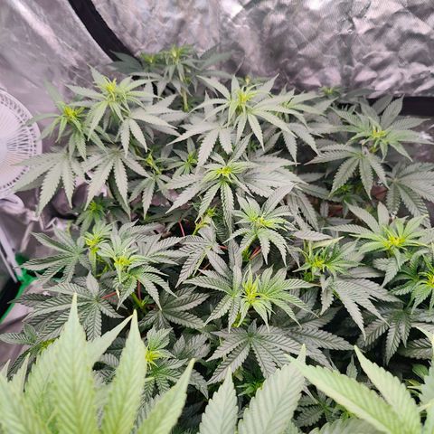 XLVR? #1 growlog timeline photo