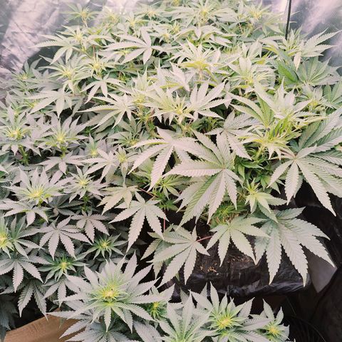 XLVR? #1 growlog timeline photo