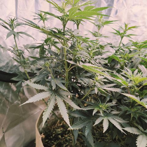 XLVR? #1 growlog timeline photo