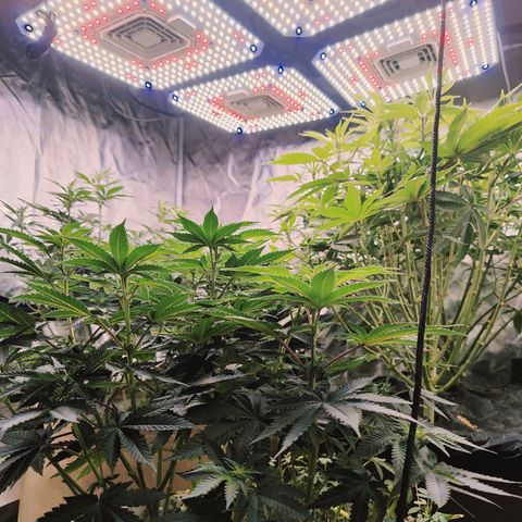 XLVR? #1 growlog timeline photo