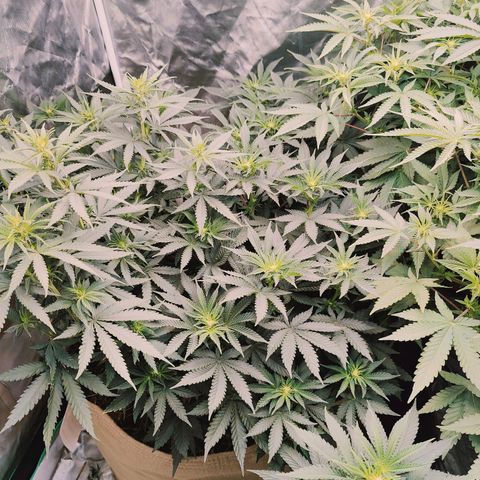 XLVR? #1 growlog timeline photo