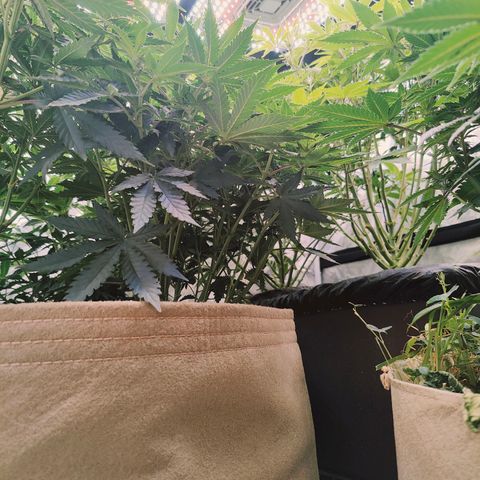 XLVR? #1 growlog timeline photo