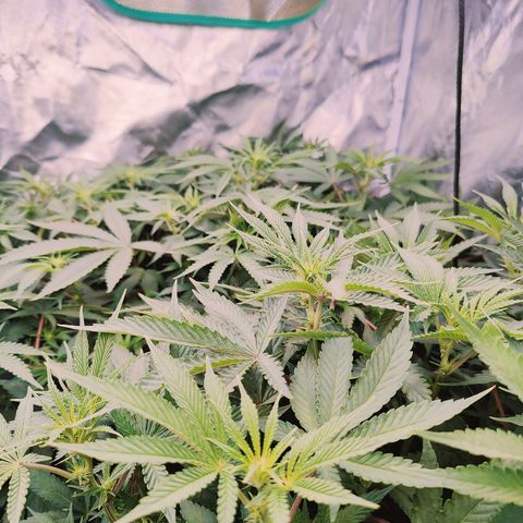 XLVR? #1 growlog timeline photo
