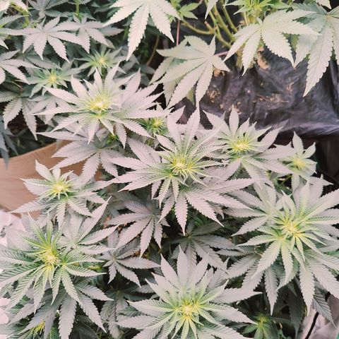 XLVR? #1 growlog timeline photo