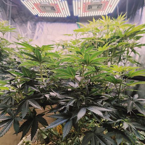 XLVR? #1 growlog timeline photo
