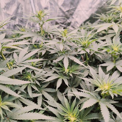 XLVR? #1 growlog timeline photo
