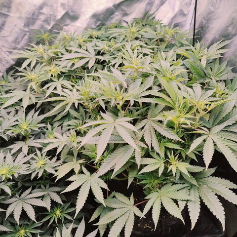 XLVR? #1 growlog timeline photo