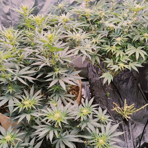 XLVR? #1 growlog timeline photo