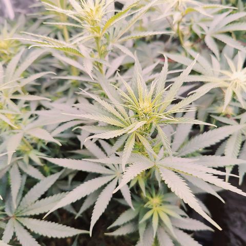 XLVR? #1 growlog timeline photo