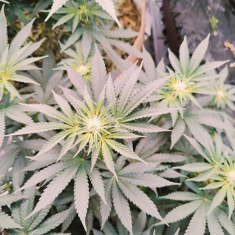 XLVR? #1 growlog timeline photo