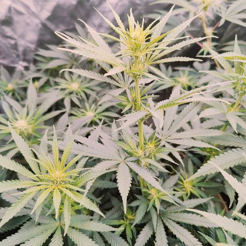 XLVR? #1 growlog timeline photo