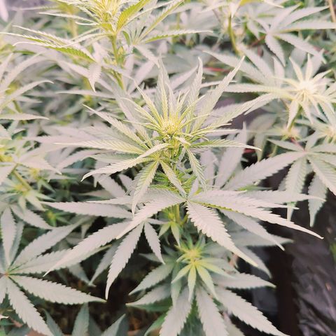 XLVR? #1 growlog timeline photo