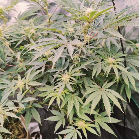 XLVR? #1 growlog timeline photo