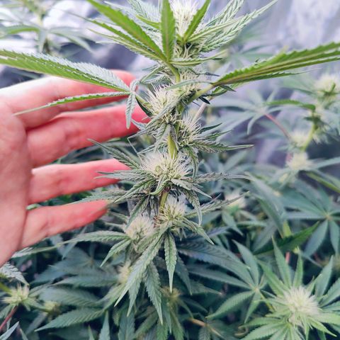 XLVR? #1 growlog timeline photo