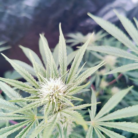 XLVR? #1 growlog timeline photo