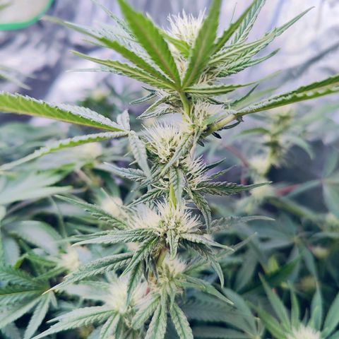XLVR? #1 growlog timeline photo