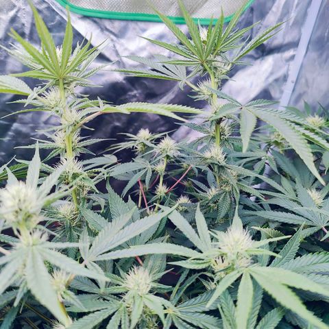 XLVR? #1 growlog timeline photo