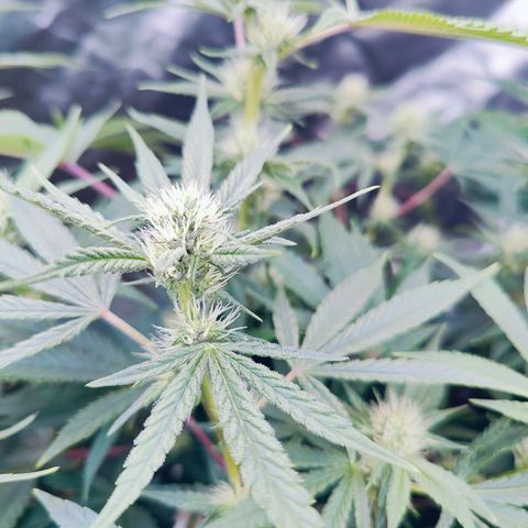 XLVR? #1 growlog timeline photo