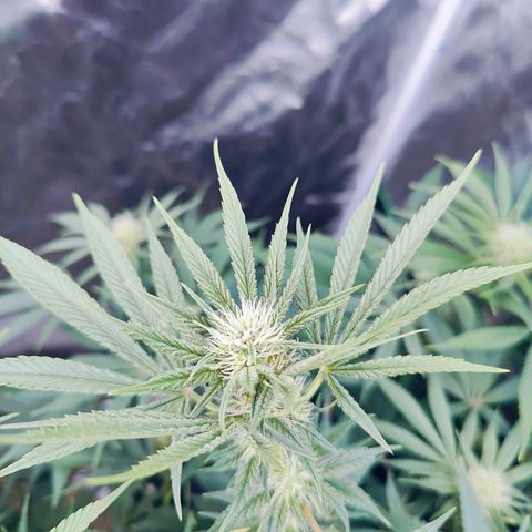 XLVR? #1 growlog timeline photo