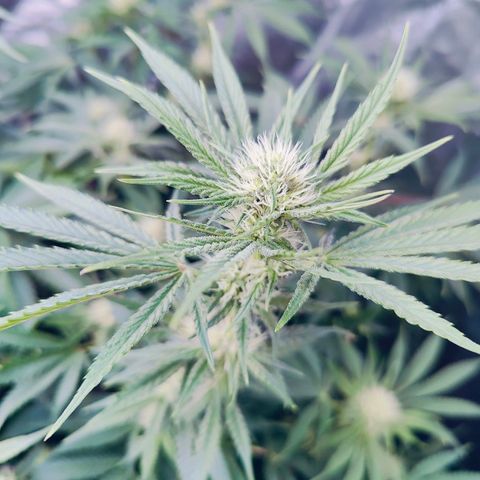 XLVR? #1 growlog timeline photo