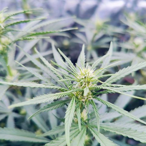 XLVR? #1 growlog timeline photo