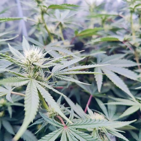 XLVR? #1 growlog timeline photo