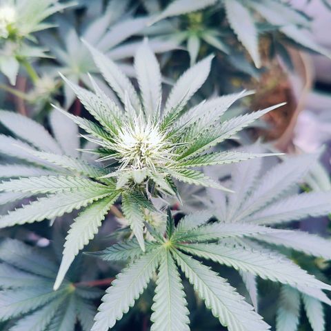 XLVR? #1 growlog timeline photo