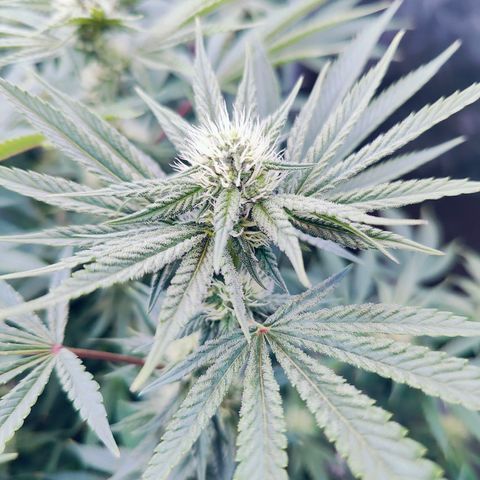 XLVR? #1 growlog timeline photo