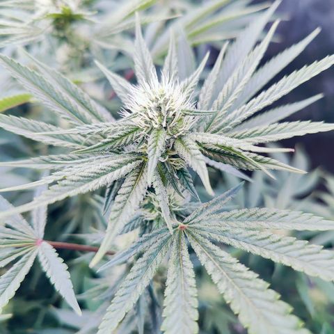 XLVR? #1 growlog timeline photo