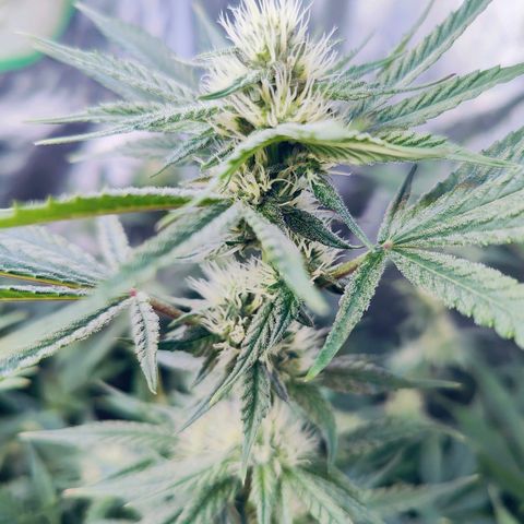 XLVR? #1 growlog timeline photo