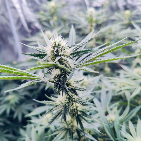 XLVR? #1 growlog timeline photo