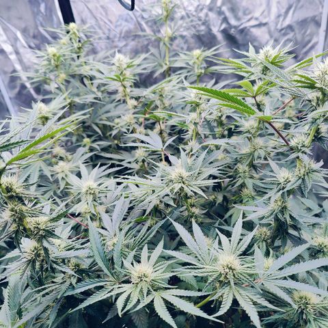 XLVR? #1 growlog timeline photo