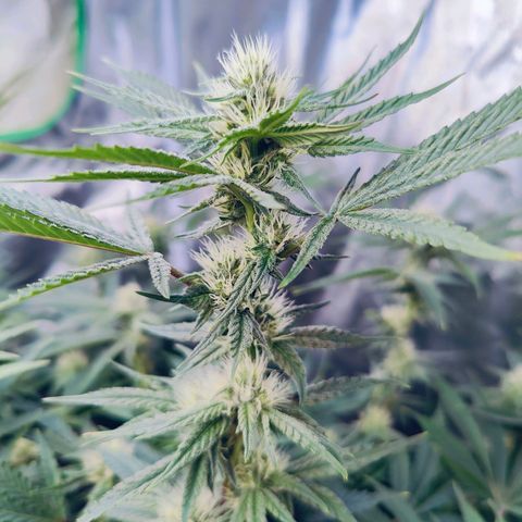 XLVR? #1 growlog timeline photo