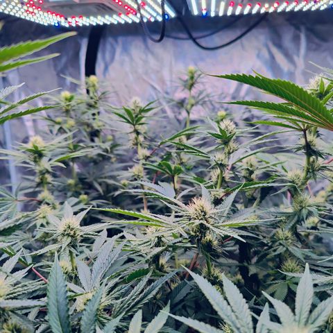 XLVR? #1 growlog timeline photo