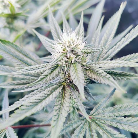 XLVR? #1 growlog timeline photo