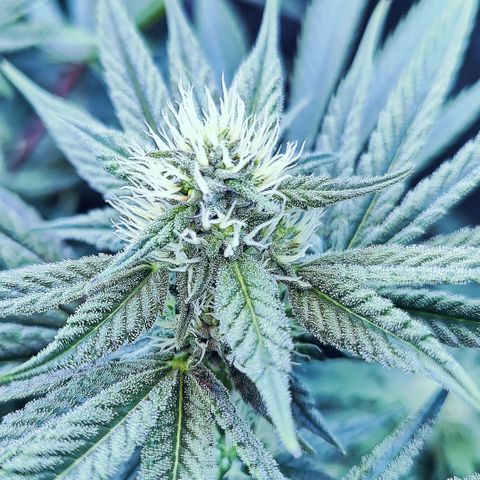 XLVR? #1 growlog timeline photo