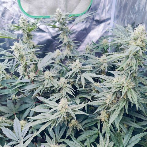 XLVR? #1 growlog timeline photo
