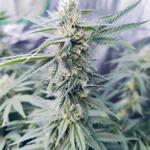 XLVR? #1 growlog timeline photo
