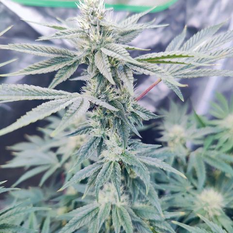 XLVR? #1 growlog timeline photo