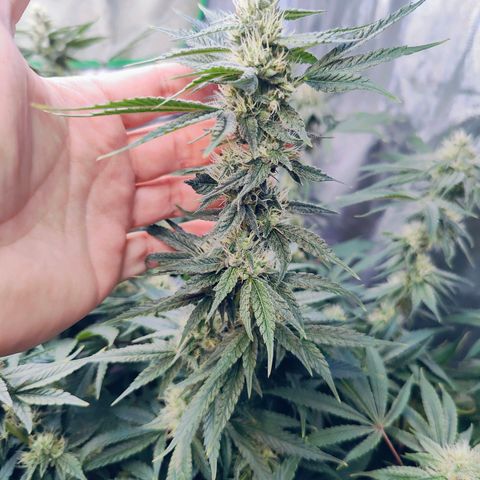 XLVR? #1 growlog timeline photo